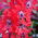 Kufea miedziana Summer Medley - 135 nasion