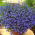 Lobelia zwisła szafirowoniebieska - 3000 nasion