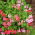 Pelargonia zwisająca Speedy mixed - 10 nasion