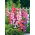 Penstemon - 640 nasion