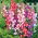Penstemon - 640 nasion