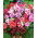 Petunia ogrodowa o kwiatach pełnych Polka F2 - 50 nasion
