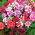 Petunia ogrodowa o kwiatach pełnych Polka F2 - 50 nasion