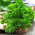 Pietruszka naciowa - Moss Curled 2 - 1200 nasion