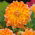 Dalia Peaches and Cream
