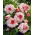 Begonia - Picotee White - biało-różowa - 2 szt.
