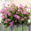 Pelargonia bluszczolistna Fuchsia F1 - fioletowa