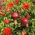 Granat niski - 27 nasion
