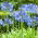 Agapanthus Blue - Agapant niebieski - 1 kłącze
