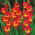 Gladiolus - Mieczyk Far West - 5 cebulek