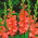 Gladiolus - Mieczyk Frizzled Coral Lace - 5 cebulek