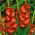Gladiolus - Mieczyk czekoladowy Chocolate - 5 cebulek