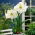 Hippeastrum, amarylis, zwartnica - Mont Blanc - 1 cebula