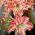 Hippeastrum, Amarylis, Zwartnica - Dancing Queen - 1 cebula