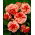 Begonia czerwono-biała - Marmorata - 2 bulwy
