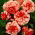 Begonia czerwono-biała - Marmorata - 2 bulwy