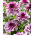 Dalia Creme de Cassis