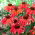Echinacea - Jeżówka czerwona - Red Magnus - 1 kłącze