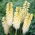 Kniphofia - Trytoma biała - 1 kłącze