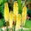 Kniphofia Percy's Pride - 1 kłącze