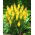 Kniphofia - Trytoma Minister Verschuur - 1 kłącze