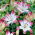 Lilia - Pink & White