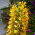 Wianecznik Gardnera - Hedychium gardnerianum - 1 duże kłącze
