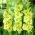 Gladiolus - Mieczyk Green Star - 5 cebulek