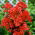 Floks (Phlox) - Płomyk wiechowaty pomarańczowy - 1 kłącze