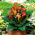 Calla Mango