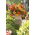 Begonia - Golden Balcony - kwiaty o ciepłych odcieniach - 2 szt