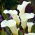 Zantedeschia, Calla - Kalla, Kalia białokremowa Albomaculata - 1 cebula