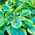 Hosta - Funkia Francess Williams - 1 kłącze