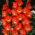 Gladiolus - Mieczyk Nikita - 5 cebulek