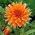Dalia - Colour Spectacle