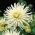 Dalia kaktusowa biała - Dahlia cactus White
