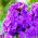 Floks (Phlox) - Płomyk wiechowaty fioletowy - 1 kłącze