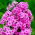 Floks (Phlox) - Płomyk wiechowaty różowy - 1 kłącze