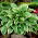 Funkia - Hosta Carol - 1 kłącze