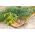 Koper ogrodowy Moravan - 100 gram
