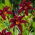 Liliowiec Black Arrowhead