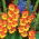 Gladiolus - Mieczyk Sunshine - 5 cebulek