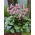 Bergenia Baby Doll