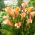 Calla Cameleon