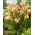 Calla Cameleon