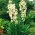 Juka karolińska - Yucca filamentosa - 1 kłącze