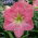 Hippeastrum, Amarylis, Zwartnica - Susan - 1 cebula