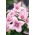 Platykodon, Rozwar wielkokwiatowy - Fuji Pink