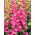 Naparstnica różowa - Camelot Rose - 1 szt.