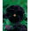 Bratek wielokwiatowy Black King - 400 nasion